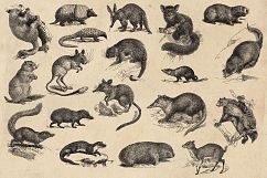 Vintage Animal Vector Graphics Product Image 4