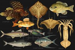 The Deep Sea Creature Illustrations Product Image 5