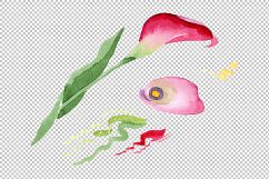 Pink calla flower PNG watercolor set Product Image 5