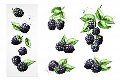 Blackberry. Watercolor collection Product Image 3