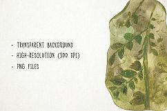 Watercolor Fossils Clipart, Fossils Clip Art, Fossil Clipart Product Image 3
