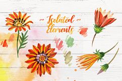 Cool orange gazania PNG watercolor set Product Image 8