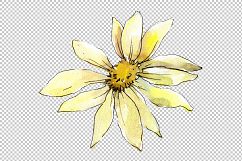 White daisy PNG watercolor flower set Product Image 7