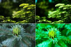 Fir Branches Lr Presets Product Image 6