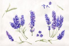Watercolor beautiful lavender PNG set Product Image 1