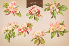 Cider House Antique Apple and Pear Graphics Product Image 4