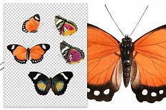 Butterfly - Insects - Vintage Bugs - Butterflies Product Image 2