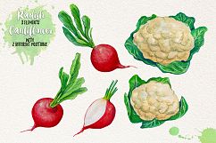 Watercolor Vegetables, Herbs Product Image 6
