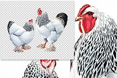 Birds - Vintage Light Brahmas Chickens Product Image 2