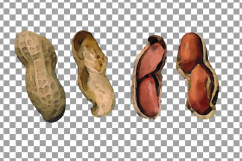 Nuts clip art pack, Watercolor nuts chart, food print Product Image 18