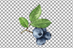 Watercolor blueberry, branch and leaves vector clip art pack Product Image 5
