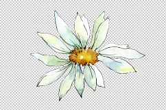 White daisy PNG watercolor flower set Product Image 5