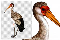 Birds - Vintage Yellowbilled Stork Product Image 2