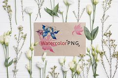 Beautiful aquilegia PNG watercolor set Product Image 5