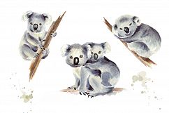 Koala. Watercolor collection Product Image 2