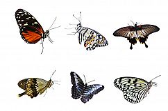 Butterfly PNGs Product Image 3