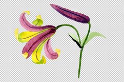 Wildflower lemon lily PNG watercolor set Product Image 5