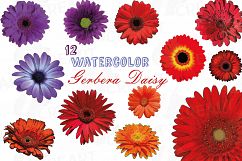 Watercolor Gerbera Daisy clip art pack, colorful gerberas 2 Product Image 1