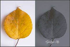 Historical Toning III Profiles LR 7.3 &amp; ACR 10.3 Product Image 6