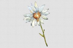 White daisy PNG watercolor flower set Product Image 2