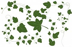 Ivy Vector Illustrations Product Image 3