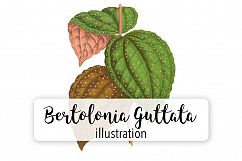 Leaves - Vintage Bertolonia Guttata Product Image 1