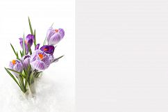 Snowdrop crocus flower in snow Product Image 2