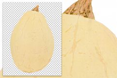 Tennesee Sweet Potato Squash - Vintage Illustration Product Image 2