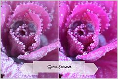 Incredible Flowers Profiles LR7.3 ACR10.3 Product Image 12