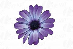 Watercolor Gerbera Daisy clip art pack, colorful gerberas 2 Product Image 7
