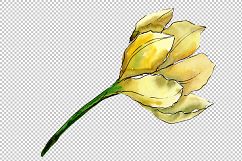 Colorful tulips PNG watercolor flower set Product Image 3