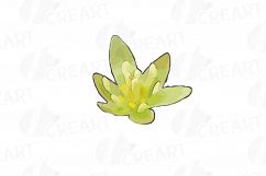 Watercolor Avocado clip art pack,avocado leaves and flowers Product Image 5
