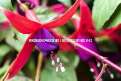 9 Macro Flower Photos Product Image 9