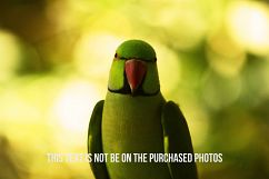 9 Beautiful Birds V2 Product Image 7