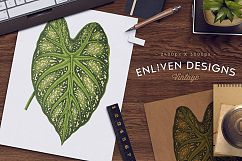 Leaves - Vintage Caladium Mirabile Product Image 2