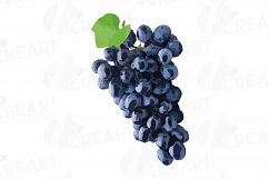Grapes clip art watercolor wine grape, branch, flowers, leaf Product Image 16