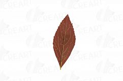 Autumn leafs watercolor clip art pack, watercolor fall frame Product Image 19