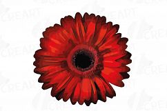 Watercolor Gerbera Daisy clip art pack, colorful gerberas 2 Product Image 14