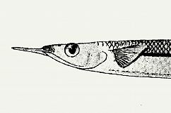 Premium Fishes Illustrations Product Image 4