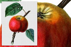 Fruit - Vintage Cole Apple Product Image 2