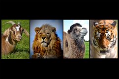 16 Animal Portraits Photographs Bundle Product Image 4
