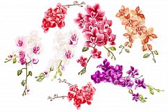 Hand Drawn Watercolor Orchids 2 Product Image 3