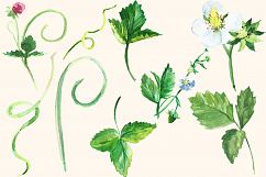 Watercolor Strawberry Clip art Product Image 5