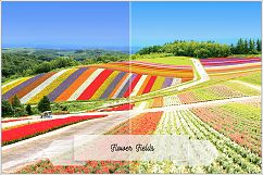 Incredible Flowers Profiles LR7.3 ACR10.3 Product Image 7
