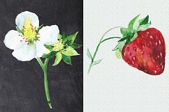 Watercolor Strawberry Clip art Product Image 6