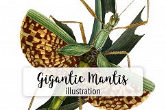 Mantis - Insects - Vintage Bugs Product Image 1