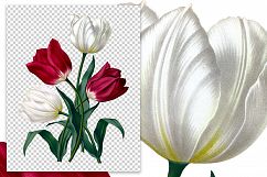 Florals - Vintage Red and White Tulips Product Image 2