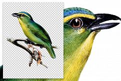 Birds - Vintage Yellow-Browed Tyrant Product Image 2