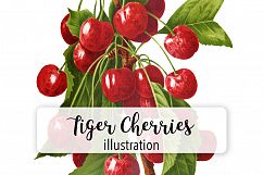 Fruit - Vintage Tiger Bigarreau Cherries Product Image 1