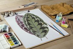 Leaves - Vintage Calathea Veitchiana Leaf Product Image 2